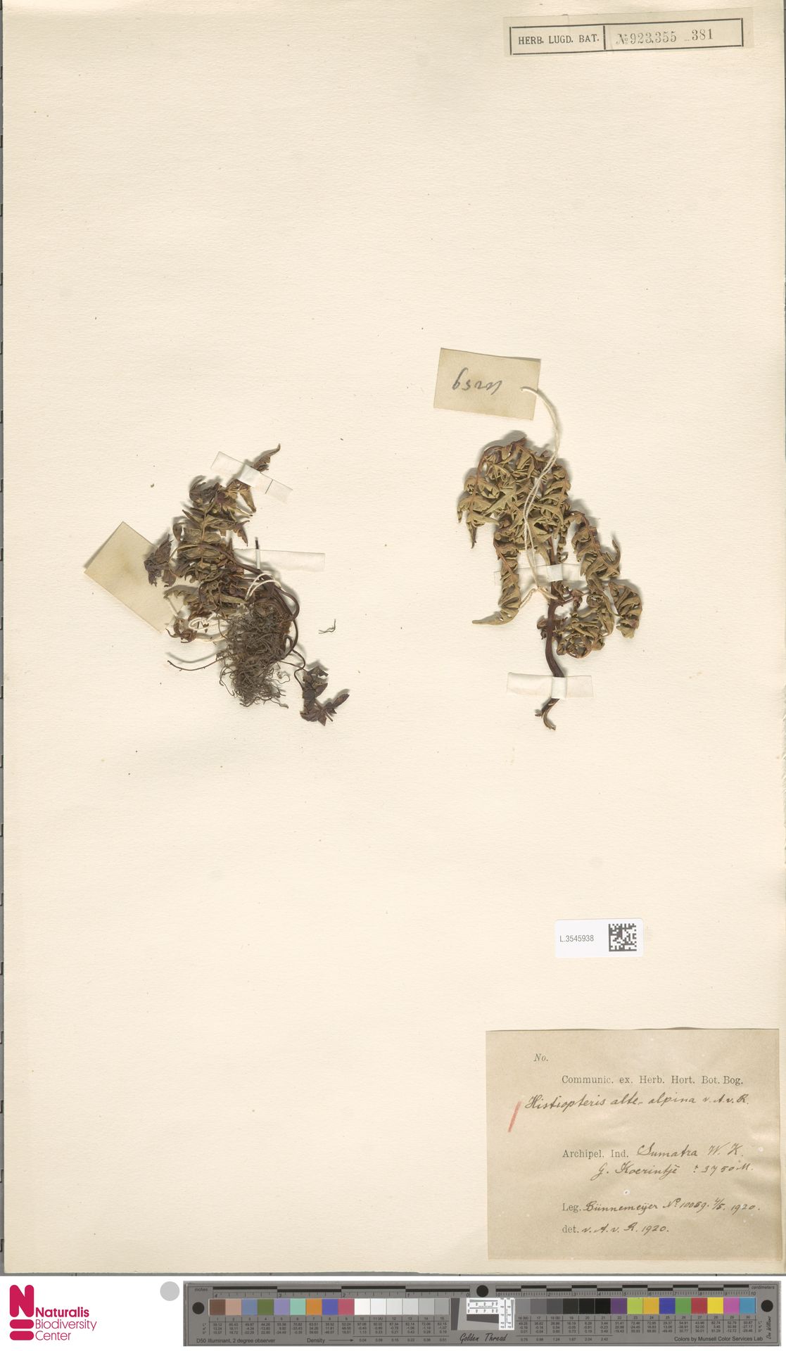 Histiopteris altealpina image