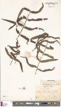 Histiopteris stipulacea image
