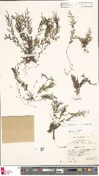 Image of Hymenophyllum angulosum