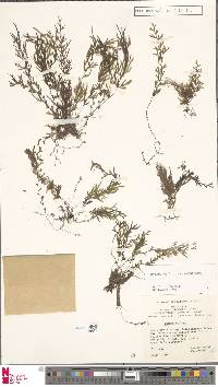 Hymenophyllum angulosum image