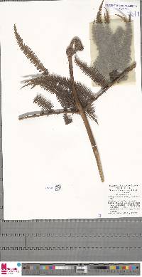 Diplopterygium clemensiae image
