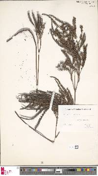 Image of Sticherus bolanicus