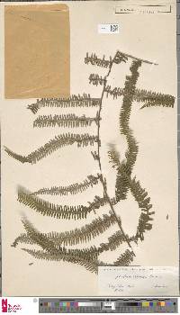 Image of Diplopterygium chinense