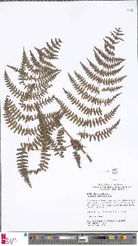 Histiopteris squamulata image