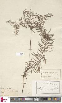 Gleichenia microphylla image