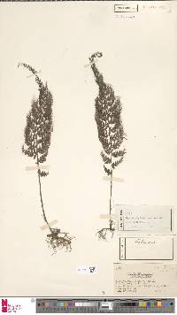 Hymenophyllum cernuum image