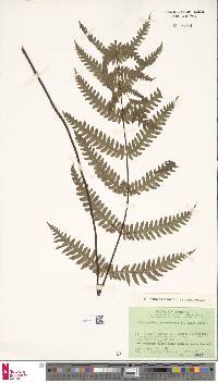 Image of Tectaria gurupahensis