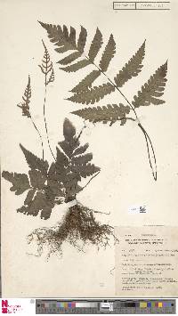 Tectaria nayarii image