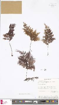 Hymenophyllum deplanchei image