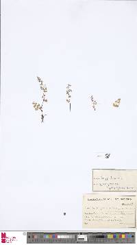 Image of Anogramma leptophylla