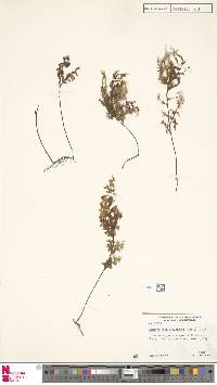 Hymenophyllum deplanchei image