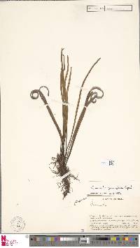 Oreogrammitis graminifolia image