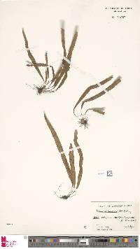Image of Archigrammitis samoensis
