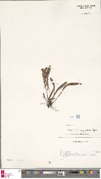 Image of Oreogrammitis nigropaleata
