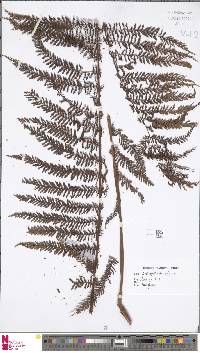 Image of Leptopteris alpina