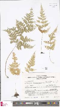 Leucostegia truncata image