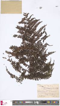 Leptopteris wilkesiana image