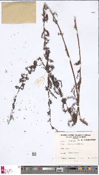 Leptopteris wilkesiana image