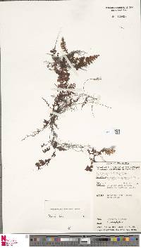 Hymenophyllum copelandii image
