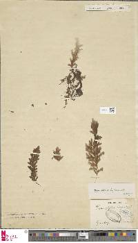 Image of Hymenophyllum latifrons