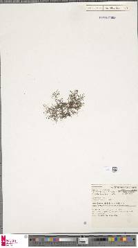 Image of Hymenophyllum gracilescens