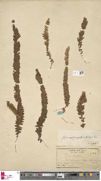 Hymenophyllum tomentosum image