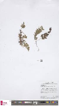 Hymenophyllum protrusum image