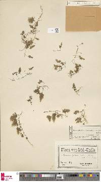Hymenophyllum dicranotrichum image