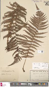 Dryopteris affinis image