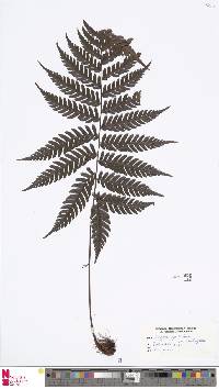 Dryopolystichum phaeostigma image