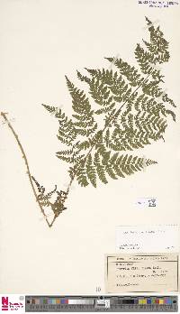 Dryopteris aemula image