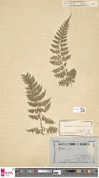 Dryopteris aneitensis image