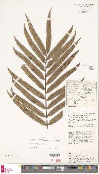 Aglaomorpha rigidula image