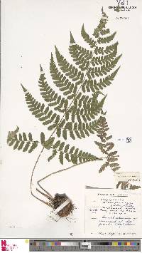 Dryopteris schimperiana image