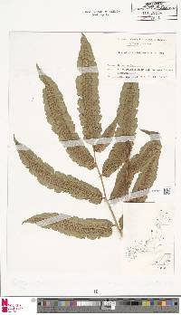 Dryopteris sieboldii image