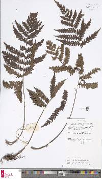 Dryopolystichum phaeostigma image