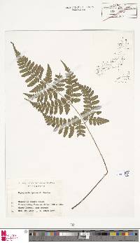 Dryopteris sparsa image