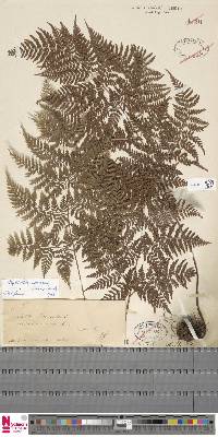 Dryopteris aemula image