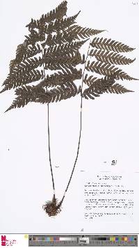 Dryopolystichum phaeostigma image