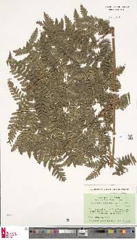 Dryopteris subarborea image