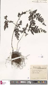 Dryopteris pulvinulifera image