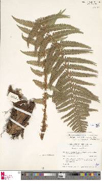 Dryopteris affinis image