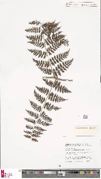 Dryopteris purpurascens image