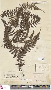 Dryopteris purpurascens image