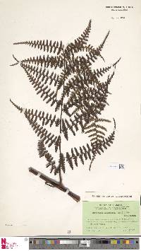 Dryopteris subarborea image