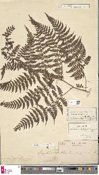 Dryopteris purpurascens image