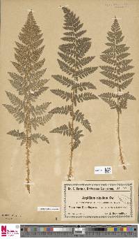 Dryopteris villarii image