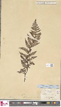 Dryopteris villarii image