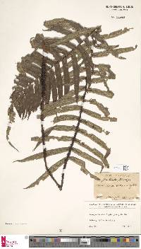 Dryopteris stenolepis image