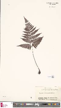 Dryopteris hondoensis image